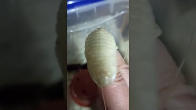 Очередная "полиняшка" среди мадагаскарских тараканов. смотреть онлайн