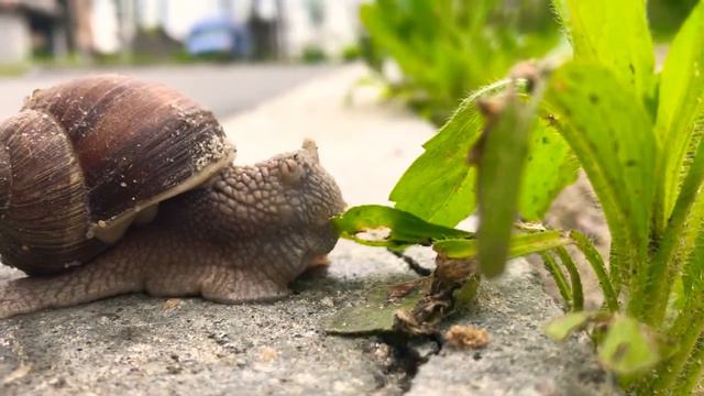 Улитка поедает траву! Видно рот! смотреть онлайн
