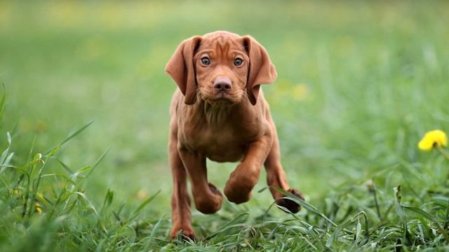 Top 10 Family-Friendly Guard Dog Breeds смотреть онлайн