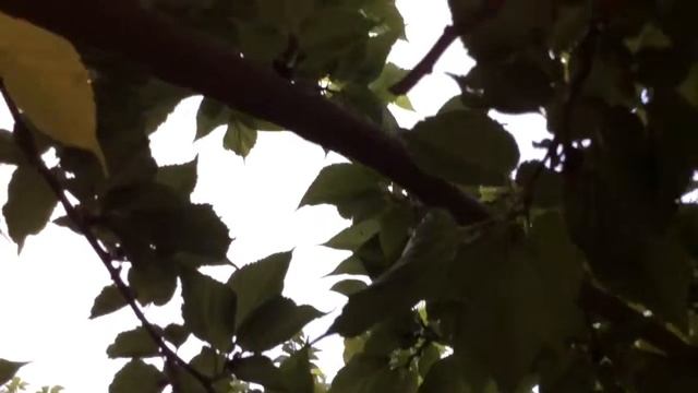 Защита от тютины - шелковица - тутовое дерево - Barut Hotels Lara, Turkey, Antalya смотреть онлайн