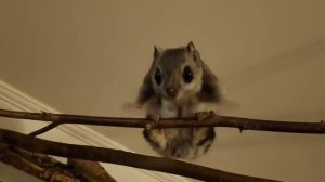 домашние БЕЛКИ- ЛЕТЯГИ !!! FLYING SQUIRREL !! 松鼠 !