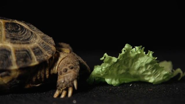 Черепахи Фельдман Экопарк смотреть онлайн