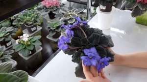 ВСЕ, МНЕ НАДОЕЛИ ФИАЛКИ!!!! Почему я разочаровалась в фиалках или как выбирать сорта в коллекцию.