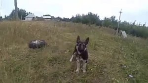 Приучение щенка к привязи