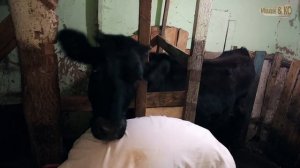 Признаки охоты у коровы. Способ определения