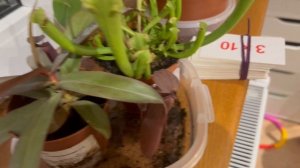 Хищные растения, как  за ними ухаживать. Плотоядная мухоловка, непентус и росянка