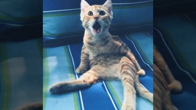 Прикол. Удивлённые животные смотреть онлайн