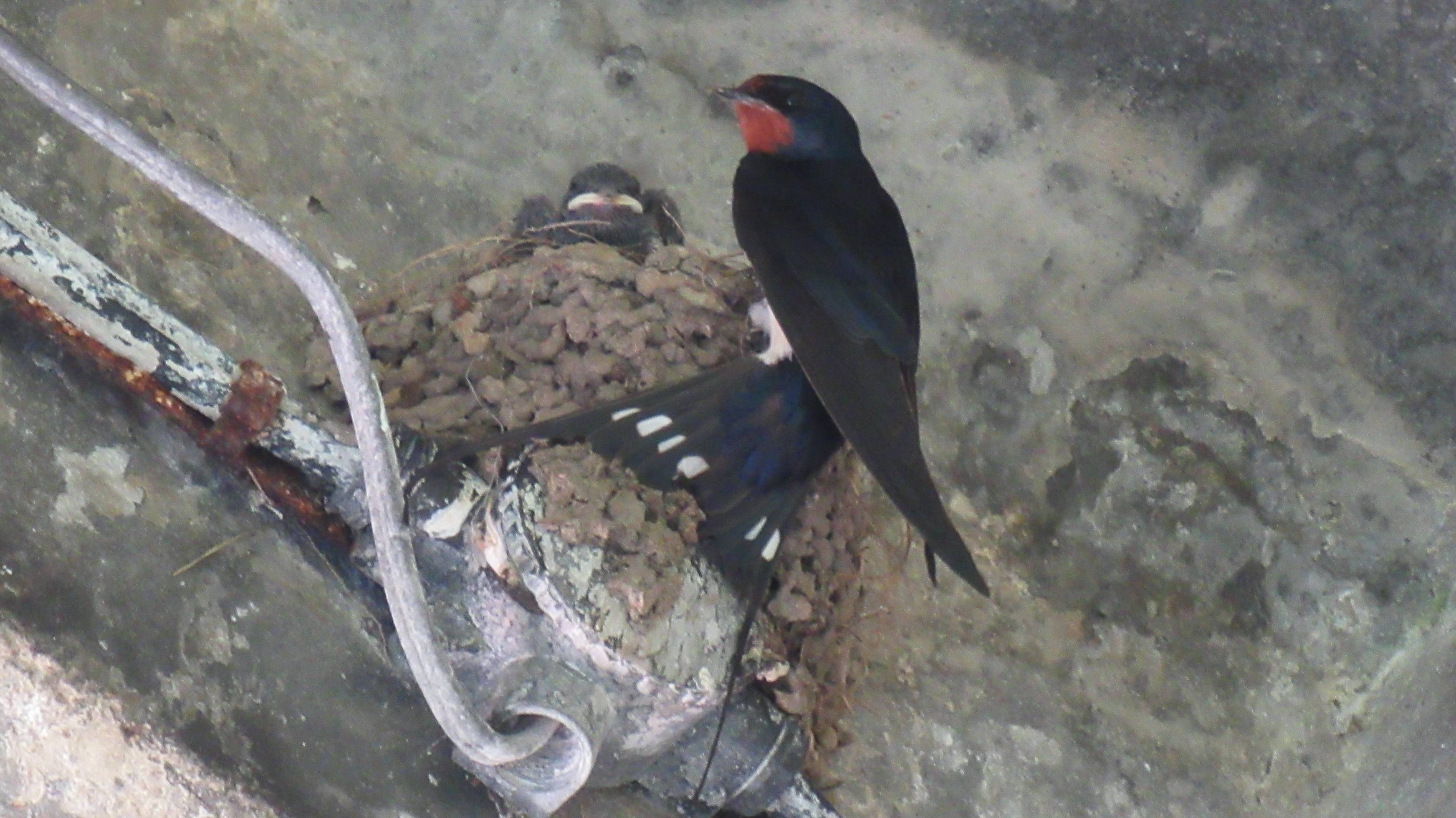 Ласточкино гнездо в заброшенном здании. Совсем маленькие птенцы смотреть онлайн