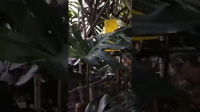 2022 ботанический сад.Monstéra крупные тропические растения, лианы .редкое цветение монстеры смотреть онлайн