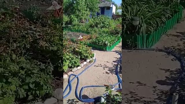 прогулка по даче. 2июня 2022г смотреть онлайн