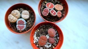 Литопсы после покупки, когда пересаживать, что делать чтоб не загнили