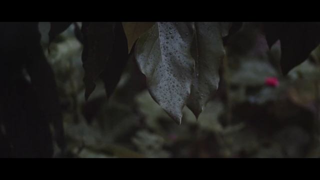 Rainy Days (Canon SL3/250d short video) смотреть онлайн