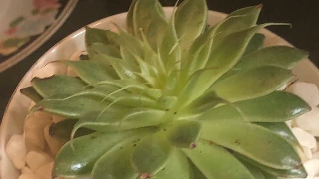 A Wildly Succulent Life Vol 5 смотреть онлайн