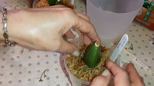 Посадка Орхидей в Закрытую Систему - 3 | Colmanara, Cattleya, Cambria, Maxillaria, Zygonisia