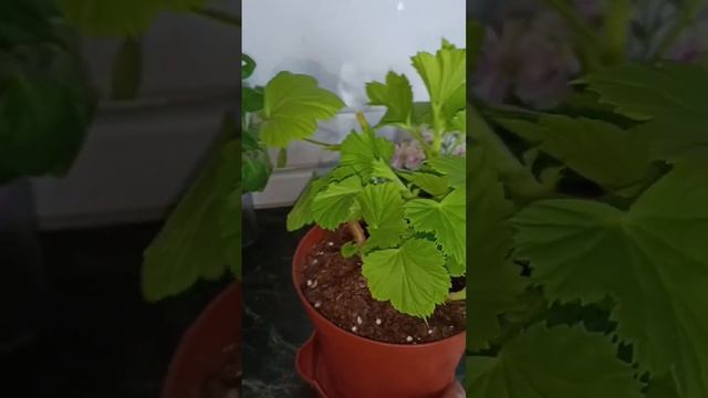 Формируем пышный куст герани. смотреть онлайн
