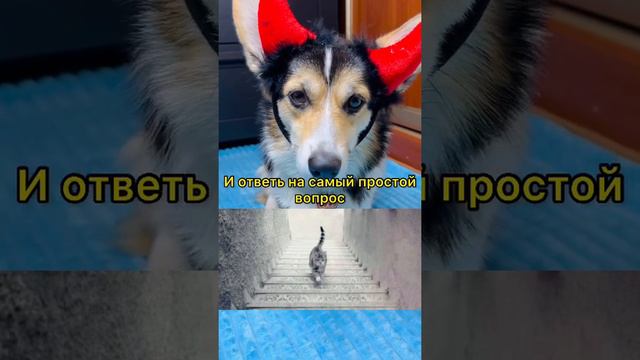 ЗАГАДКА | КУДА ИДЁТ КОТ? | СВЕРХУ ВНИЗ или СНИЗУ ВВЕРХ? смотреть онлайн