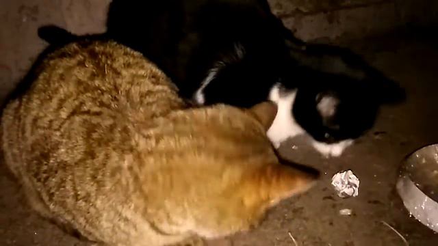 Помощь бездомным животным. смотреть онлайн