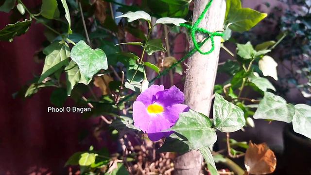 Which plants you should plant on February || summer flower plants || Phool o Bagan смотреть онлайн