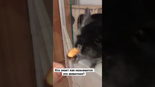 Кто знает как называется это животное? смотреть онлайн