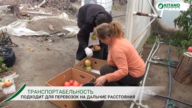 Выращивание розового томата КИБО F1 уникальный томат для теплиц смотреть онлайн