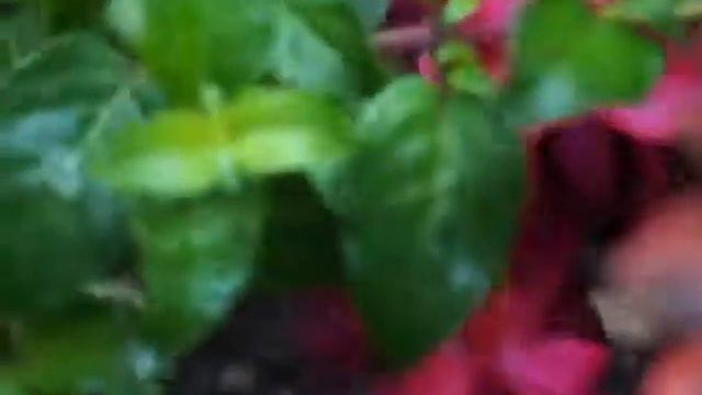 Фуксия сорт Dark Desire смотреть онлайн