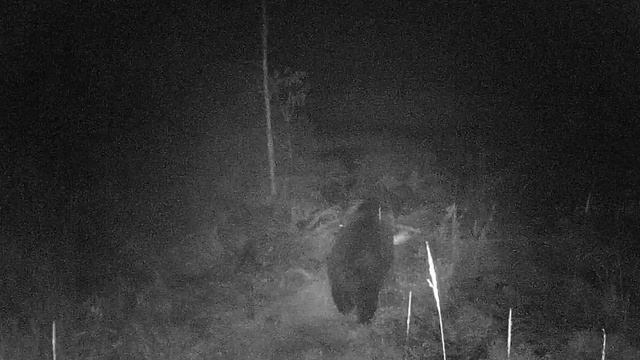 ФОТОЛОВУШКА HC 500 M - НОЧНЫЕ СЪЕМКИ МЕДВЕДЯ В ЛЕСУ. смотреть онлайн