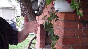 Розовоцветная клубника  сорт Газана