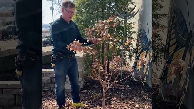 Pruning: Quick Fire Hydrangea смотреть онлайн
