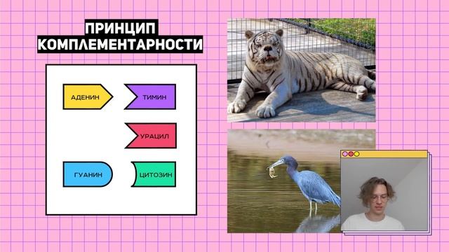 #1 Основные понятия | Задачи 27 на синтез белка | Правильное оформление | ЕГЭ Биология смотреть онлайн