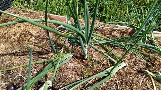 Лук шалот , истобенский , продолжение - уборка смотреть онлайн