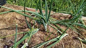 Лук шалот , истобенский , продолжение - уборка