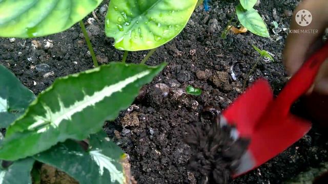 How to propagate PINK CALADIUM? Caladium & Alocasia Varieties Fast-Growing Tips смотреть онлайн