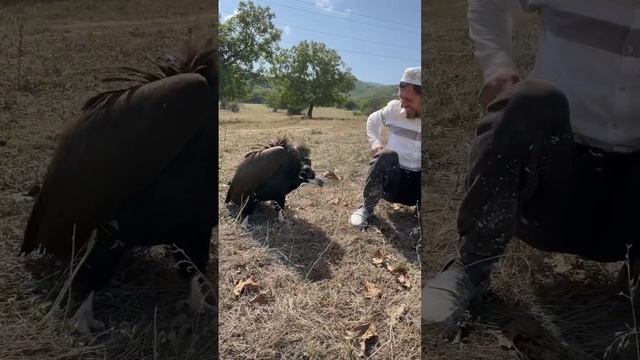 В Дагестане местные жители общаются с орлом.Казбековский район. _ПроДин Медиа смотреть онлайн
