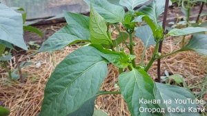 Как правильно формировать перцы в теплице, быстро и просто