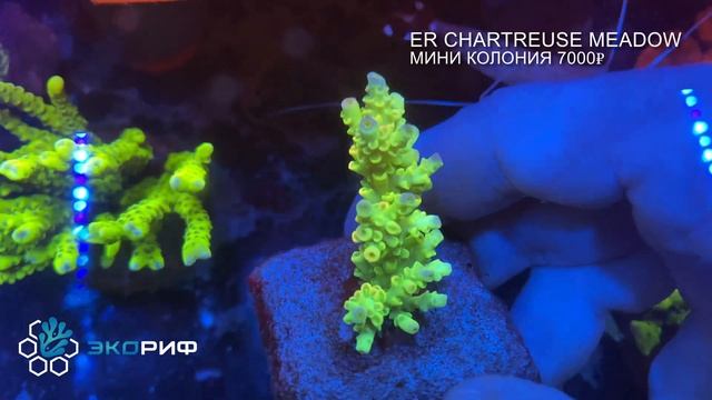 ER Chartreuse meadow НОВЫЙ РЕЛИЗ ЭкоРиф! смотреть онлайн