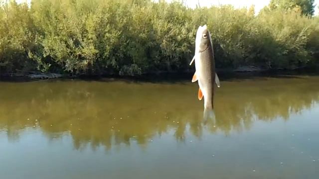 Ловля голавля на натуралку(кузнечик,жук,муха) смотреть онлайн