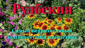Самый неприхотливый долгоцветущий однолетник. Рудбекия