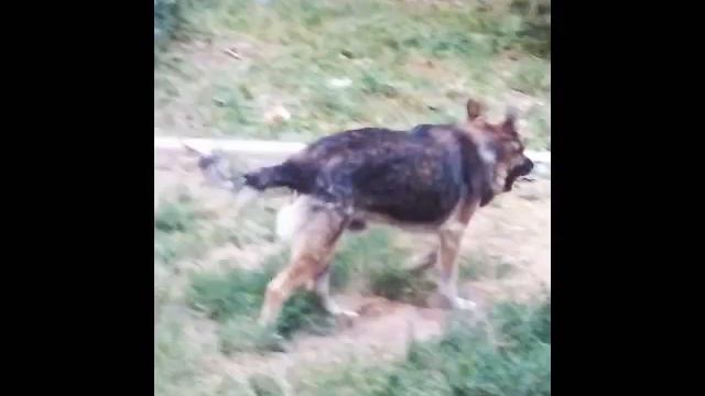 Очень смешная анимка про Барсика! Вы обязаны это посмотреть поставить лайк и подписаться!! смотреть онлайн