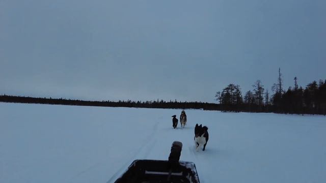 Обзор избы 3 часть. Тайга, Лютый и Арон. смотреть онлайн