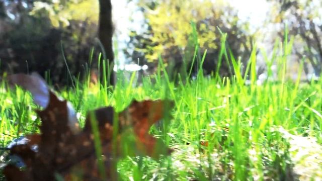 Душа леса / Soul of the forest смотреть онлайн
