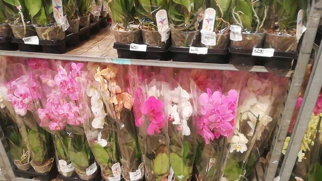 Акция в JMP БЕЗ ЦВЕТОЧКОВ 100р. с ОБЛАКОМ ЦВЕТОВ 310р. смотреть онлайн