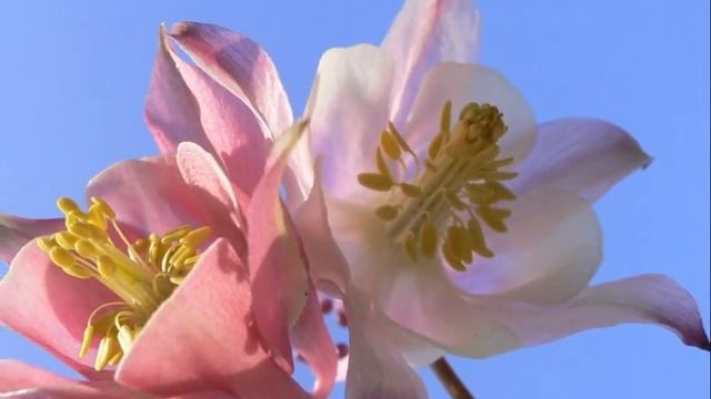 Colombine(Aquilegia caerulea).wmv смотреть онлайн