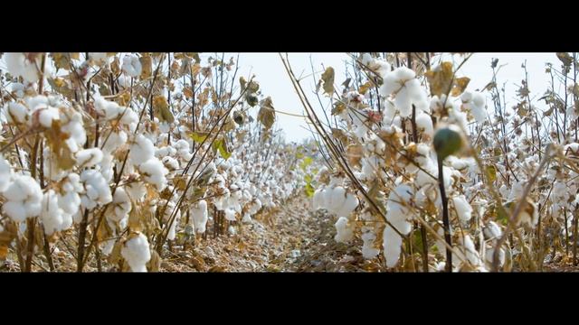 Инновационный метод выращивания хлопка. Узбекистан институт генетики. смотреть онлайн