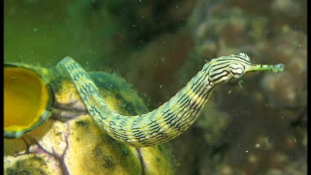 ОБИТАТЕЛИ МОРЯ - РАЗВИВАЮЩЕЕ ВИДЕО ДЛЯ ДЕТЕЙ смотреть онлайн