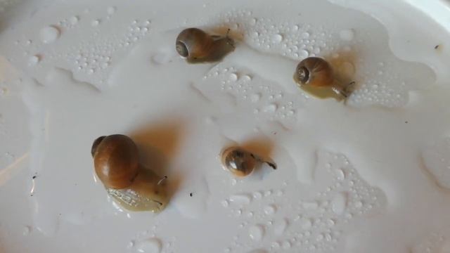 ЯД ДЛЯ УЛИТОК - МЕГАСОВ  ( МЕГАЛОБУЛИМУС ОБЛОНГУС )= УЛИТЯТА ПОГИБЛИ !!!!( ПИТОМНИК 