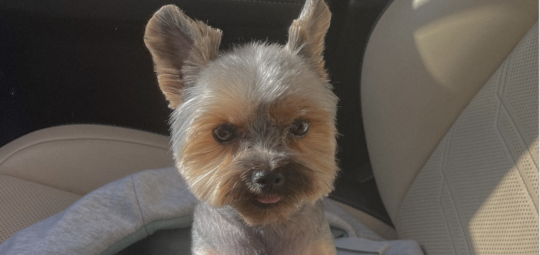 Реакция собачки на ребенка смотреть онлайн