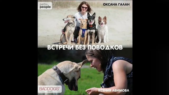 Встреча без поводков №25 | Как собака видит смотреть онлайн