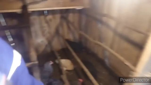 Массовый расклёв ЯИЦ в курятнике?Приняли всё меры... Ждём результат... смотреть онлайн