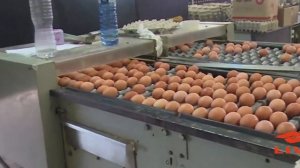 Автоматические клетки для кур несушек H тип
