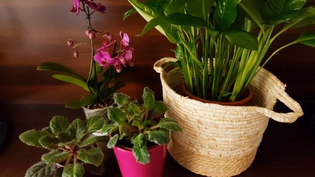 Aloes domowy nawóz do roślin odżywka do kwiatów doniczkowych смотреть онлайн
